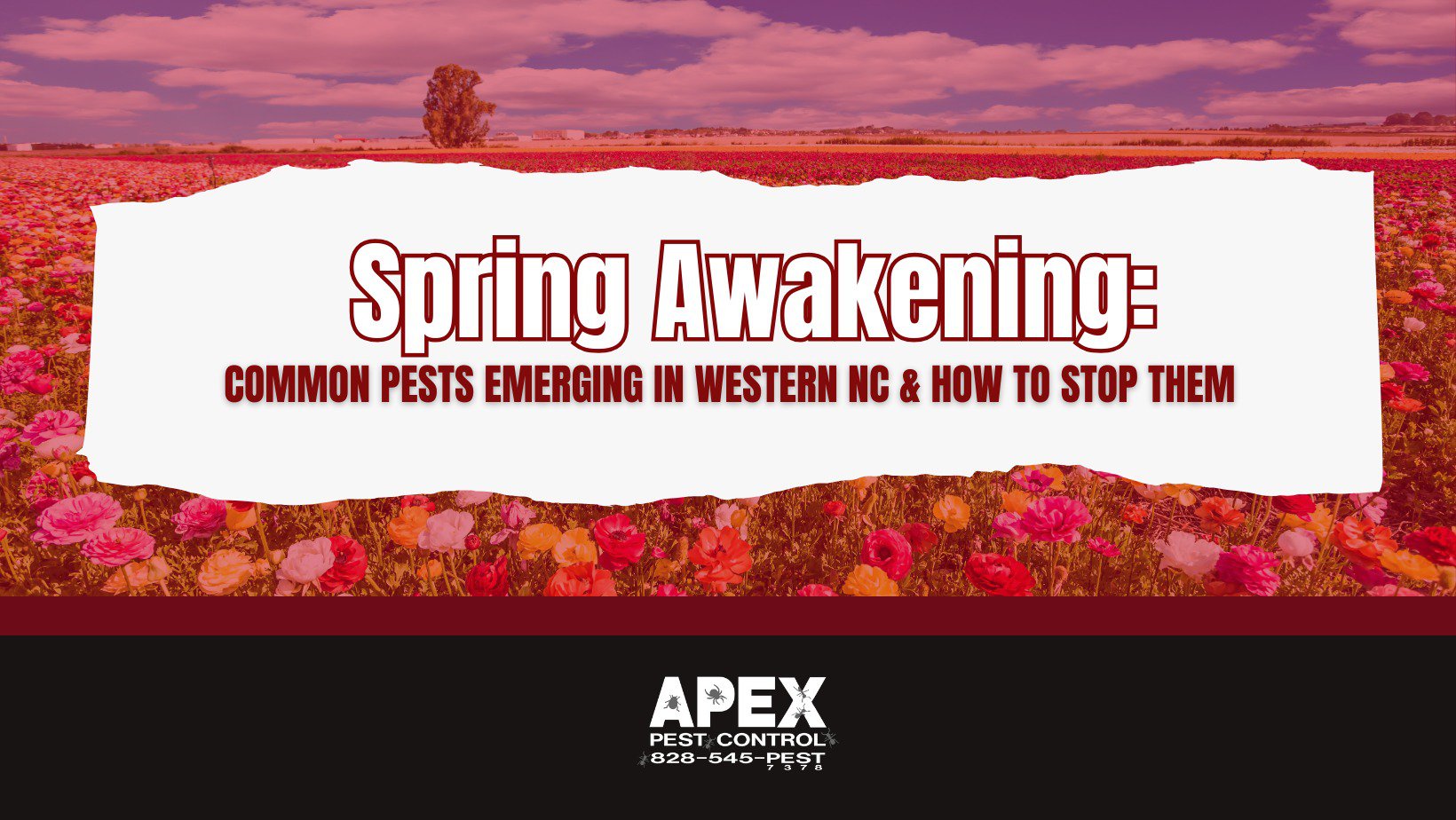 Spring Awakening: Common Pests Emerging in Western NC & How to Stop Them cover