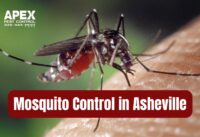 Mosquito Control Service in Asheville – Enjoy a Pest-Free Spring cover