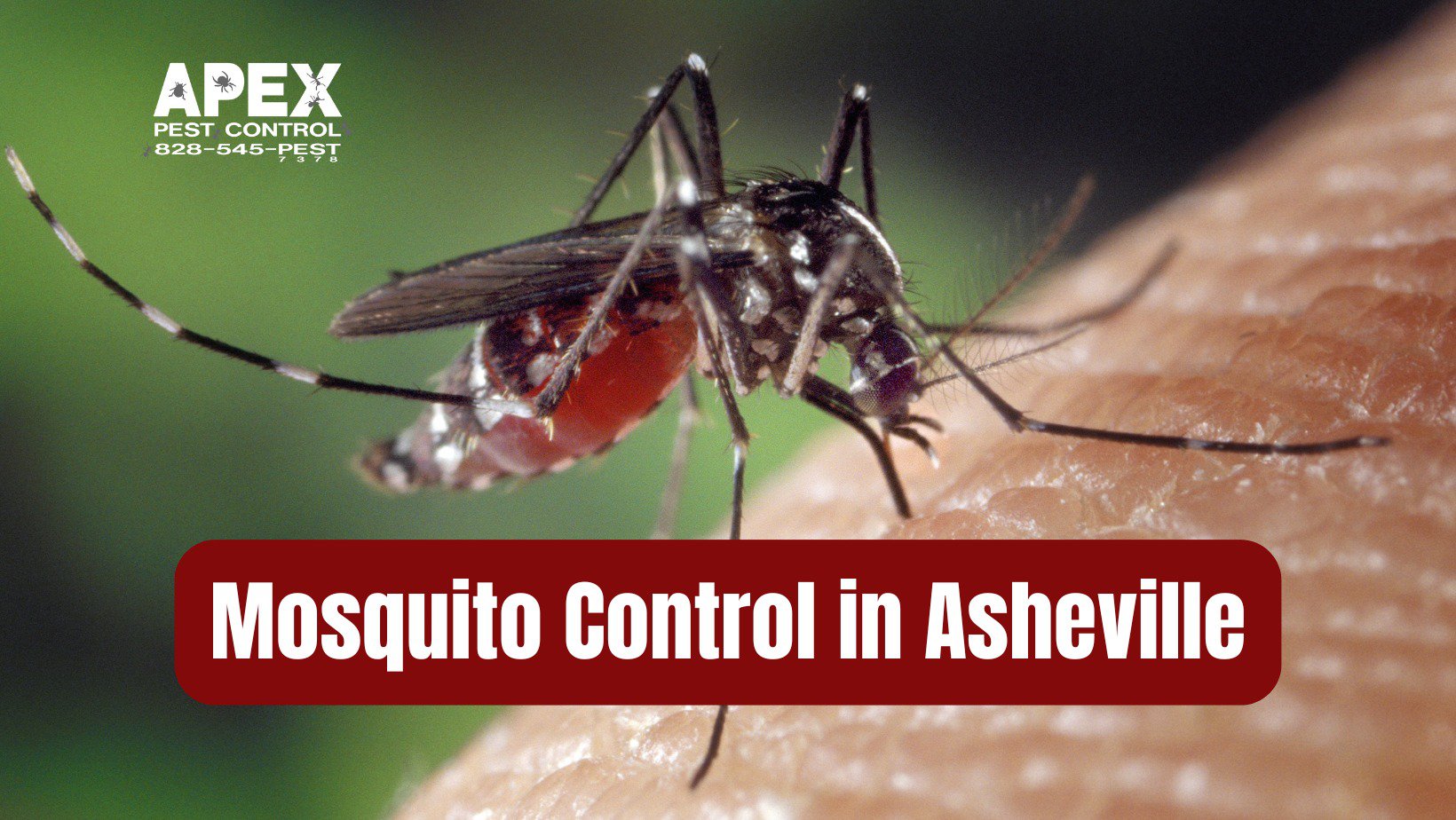 Mosquito Control Service in Asheville – Enjoy a Pest-Free Spring cover