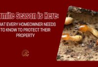 Termite Season is Here: What Every Homeowner Needs to Know to Protect Their Property cover