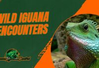 Wild Iguana Encounters cover