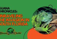 Unraveling the Iguana Invasion in South Florida cover