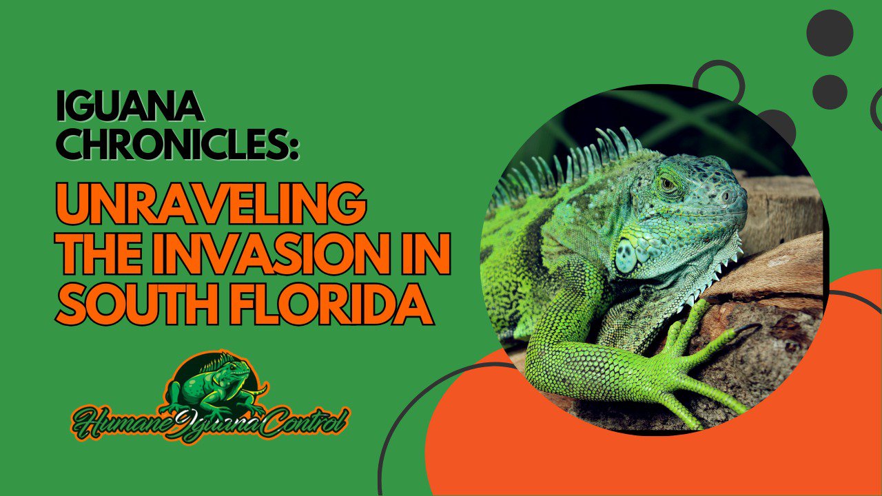 Unraveling the Iguana Invasion in South Florida cover