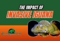 How Invasive Iguanas Are Impacting South Florida’s Ecosystem and Native Species cover