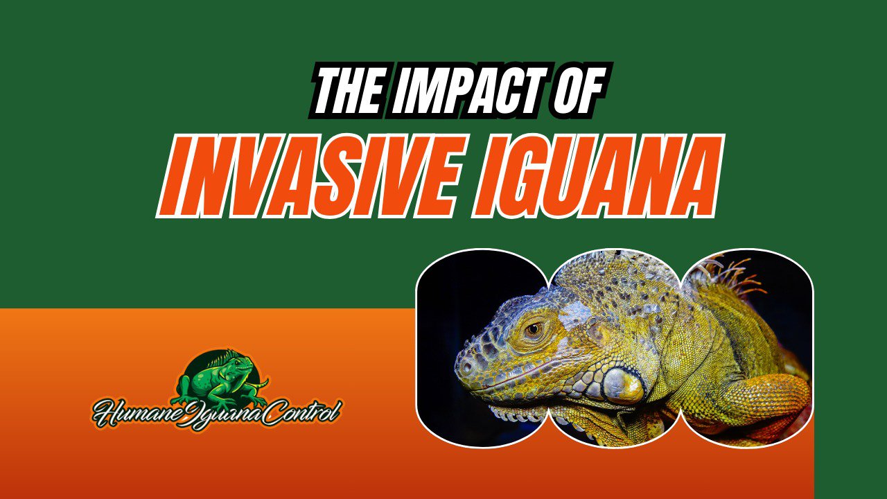 How Invasive Iguanas Are Impacting South Florida’s Ecosystem and Native Species cover