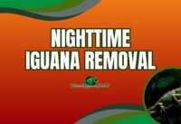 Removing Iguanas at night: A Game-Changing Strategy for South Florida Infestations cover