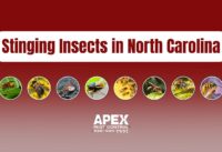 Stinging Insects in North Carolina: The Buzz on What’s Lurking in Your Backyard cover