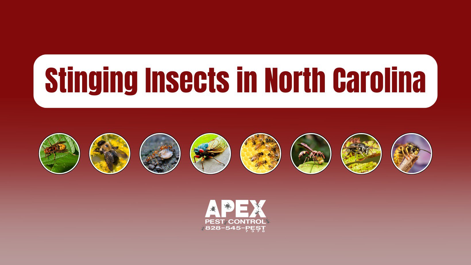 Stinging Insects in North Carolina: The Buzz on What’s Lurking in Your Backyard cover