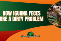 The Dirty Truth: How Iguana Feces Create a Growing Problem in South Florida cover