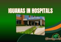 Iguanas in Hospitals: A Silent Threat to Public Health and Safety cover