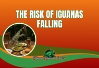 Iguana Control Guide: Tackling the Risk of Iguanas Falling cover