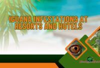 Managing Iguana Infestations at Resorts and Hotels cover