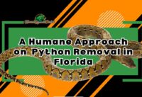 Python Removal in Florida: A Humane Approach cover
