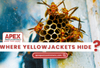 Where Yellow Jacket’s Will Hide cover