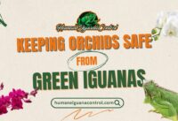 Keeping Orchids Safe From Green Iguanas cover