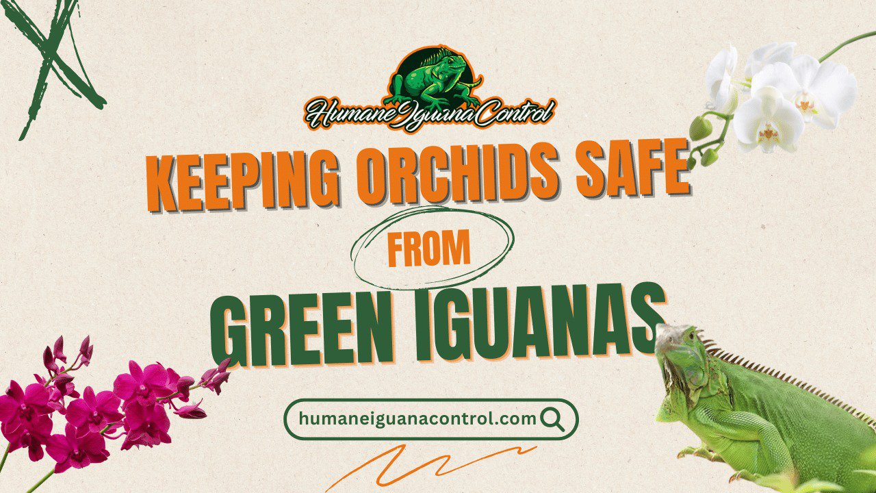 Keeping Orchids Safe From Green Iguanas cover