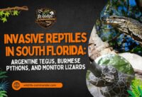 Invasive Reptiles in South Florida: Argentine Tegus, Burmese Pythons, and Monitor Lizards cover