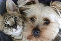 pets