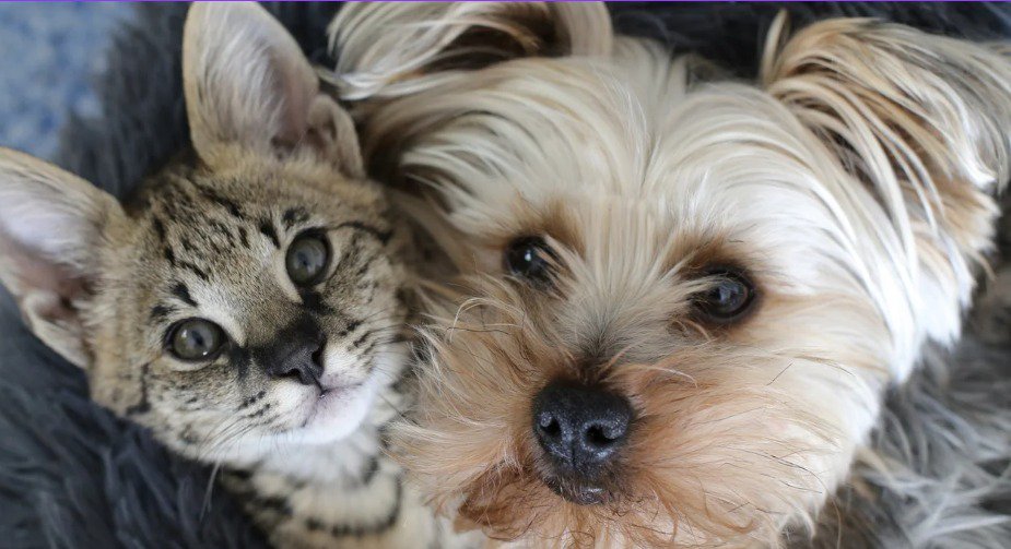 pets